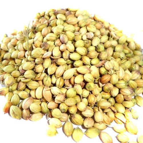 Organic coriander seeds, for Agriculture, Cooking, Packaging Type : PP Bags