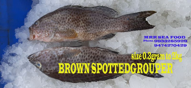 Brown Dot Grouper Fish, for Human Consumption