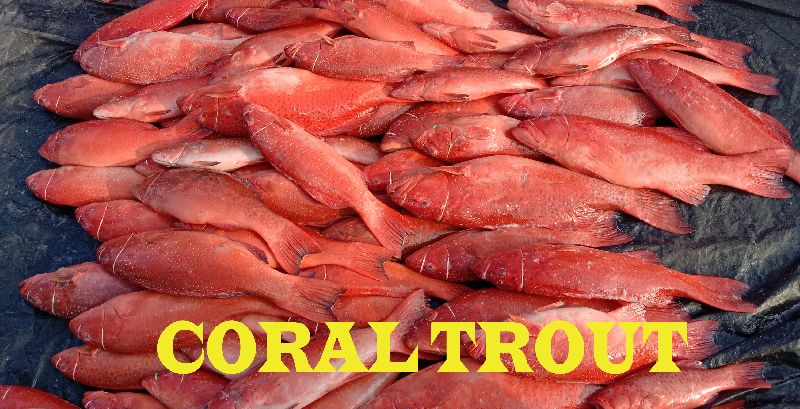 Coral Trout Fish