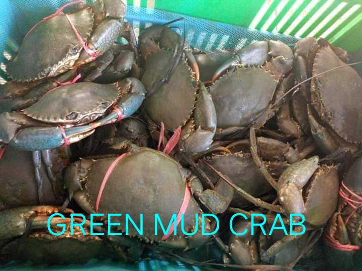 Green Mud Crab