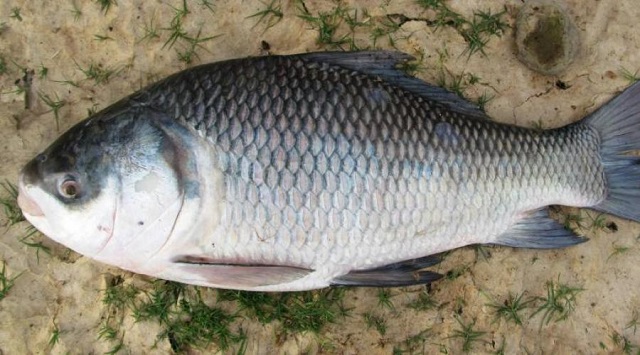 Live Catla Fish, for Human Consumption, Style : Fresh