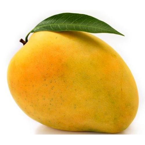 Fresh Mango,fresh mango, Variety : Alphonso