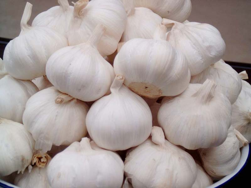 Fresh Whole Garlic