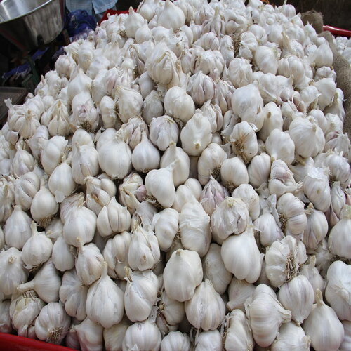 Organic Garlic, for Cooking, Size : natural