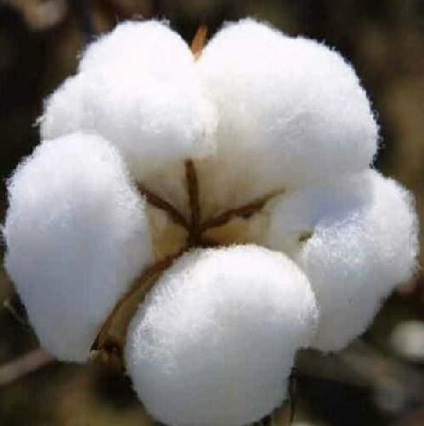 Raw cotton, Color : White