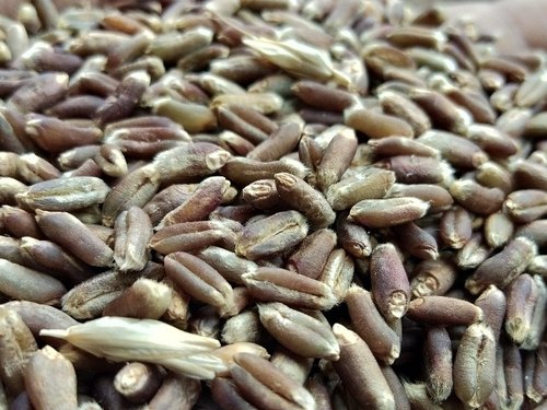 Organic black wheat, Form : Seeds