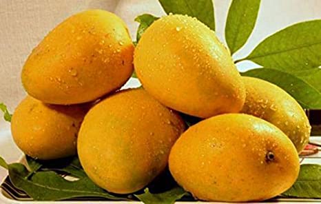 Organic Fresh Kesar Mango, for Food Processing, Juice Making, Taste : Delicious Sweet