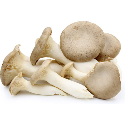 Organic fresh oyster mushroom, for Cooking, Style : Natural