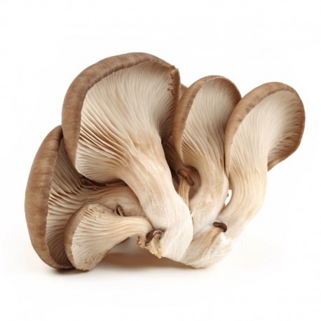 Organic Natural Oyster Mushroom, for Cooking, Color : Creamy