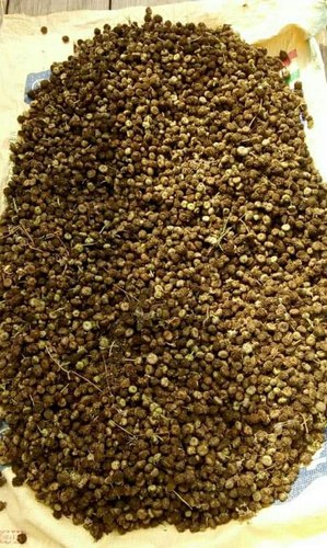 Organic Akarkara Seeds, Form : Dried