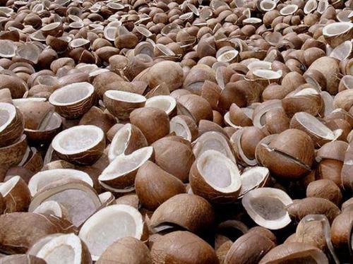 Soft Organic Copra Coconut, Shelf Life : 1month