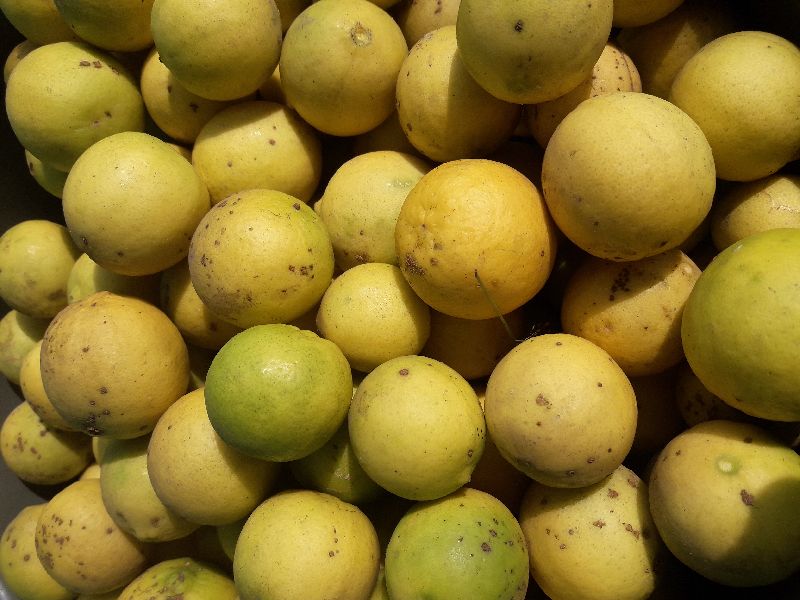 Natural Lemon, for Pickles, Packaging Type : Net Bag