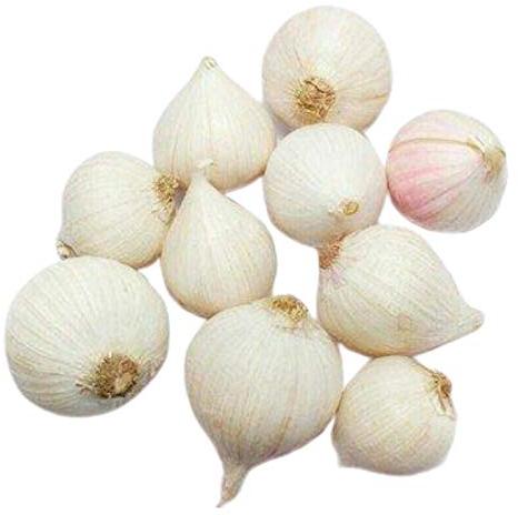 Solo garlic, Shelf Life : 1years