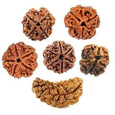 Non Polished Rudraksha Beads, for Jewelry, Packaging Type : Wooden Box