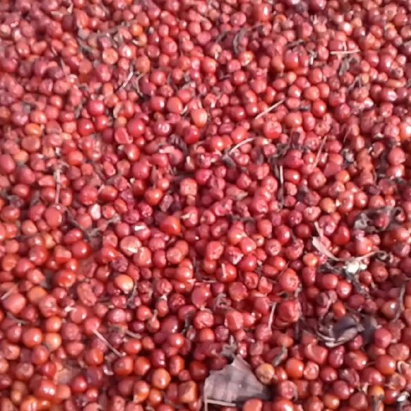 Svm exports Organic Gloriosa Superba Seeds, for Medicinal Uses, Purity : 99 % Min