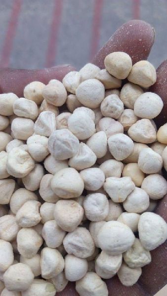 Svm Exports Common Moringa oleifera Kernel, for Cosmetic, Medicine, Form : Seed