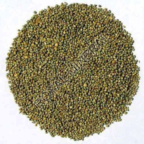 Green Millet Seeds, Shelf Life : 12months