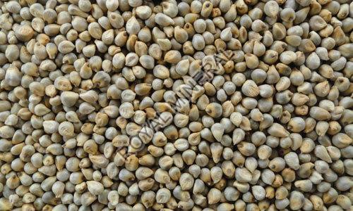 Pearl Millet Seeds