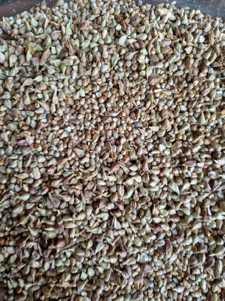 Common Natural Bajra Seeds, for Cattle Feed, Packaging Size : 25kg, 50kg