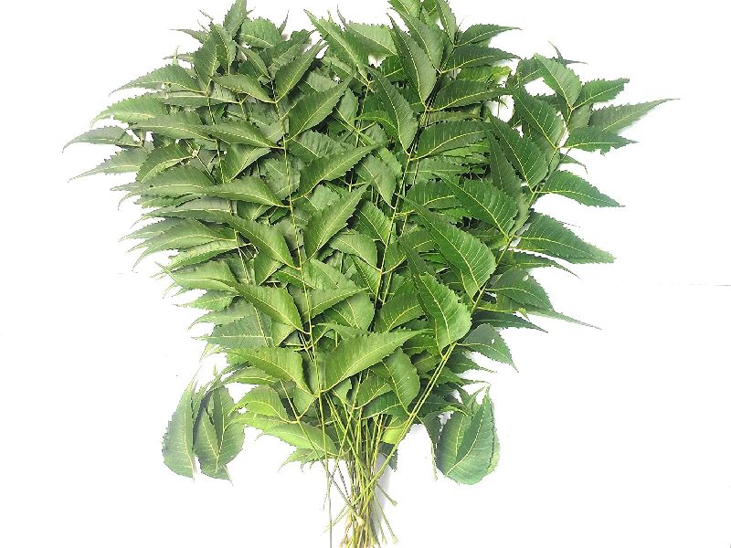 Neem Leaves, for Cosmetic, Medicine, Form : Leaf