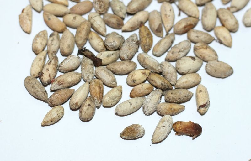 Organic neem seeds, for Medicine, Packaging Type : Plastic Bags