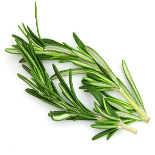 Rosemary Leaves, Color : Green