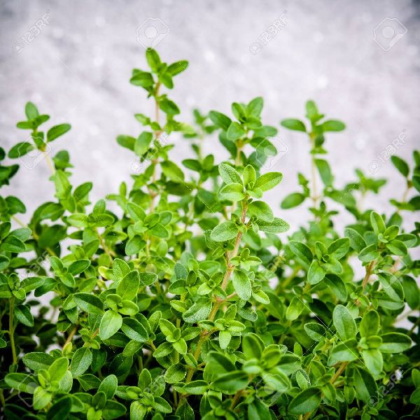 Thyme Leaves, Color : Green