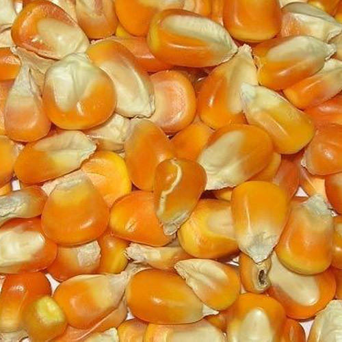 Organic maize seeds, Packaging Type : Plastic Pouch, PP Bag
