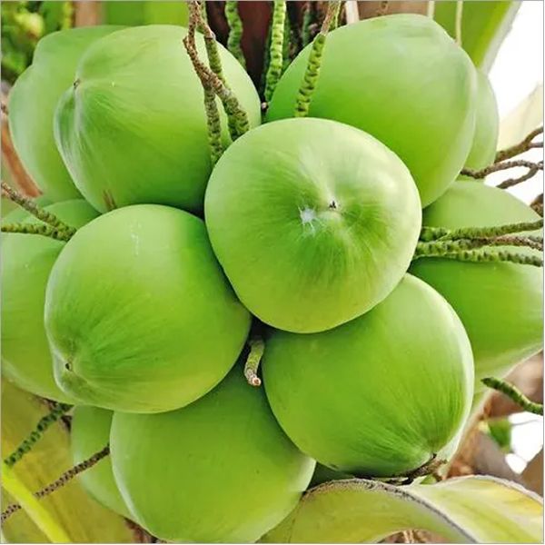Soft Organic tender coconut, Color : Green