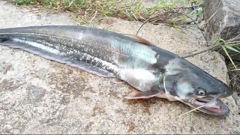 Fresh Wallago Attu Fish