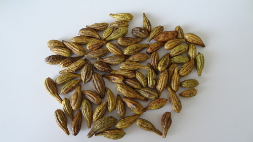 Haritaki Seeds