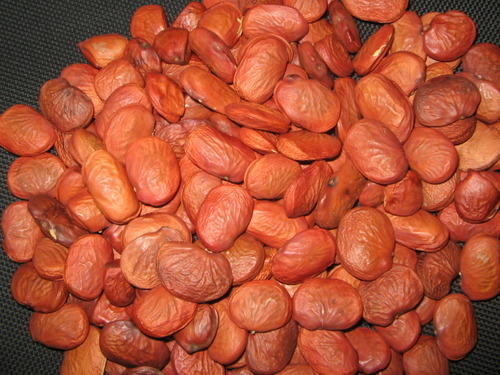 Organic Karanja Seeds, for Ayurvedic Medicine, Packaging Size : 10 Kg