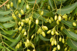 neem seeds