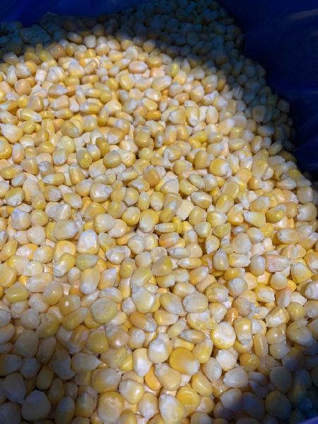 Frozen american sweet corn, for Cooking, Packaging Type : Plastic Packet