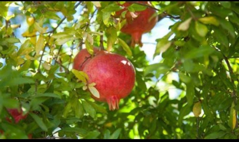 Pomegranate