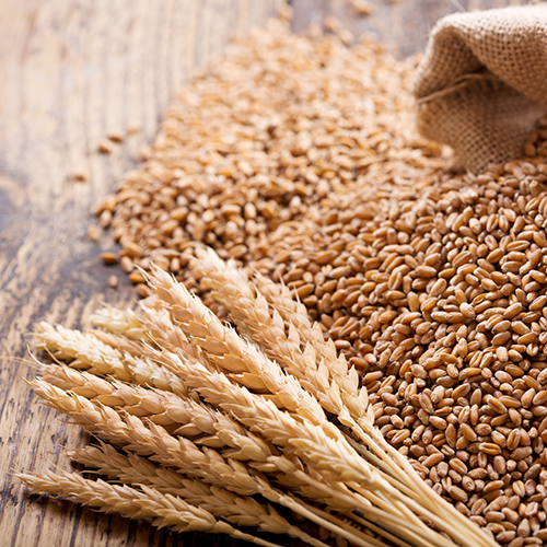 Wheat Seeds, for Chapati, Khakhara, Roti, Packaging Type : Jute Bags