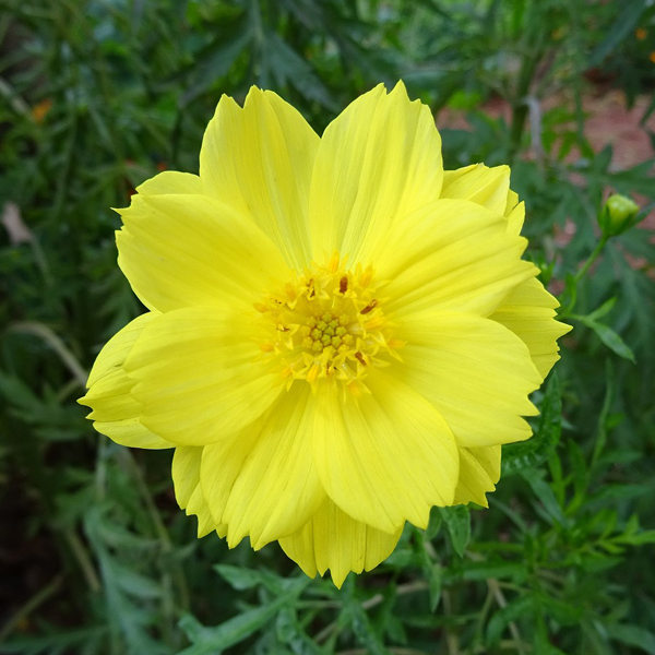 Cosmos Yellow Plant