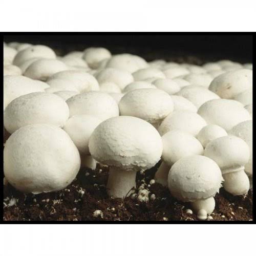 Common Button Mushroom Spawn, for Cooking, Packaging Type : Plastic Bag