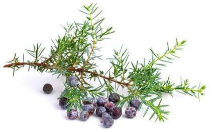 Juniper Essential Oil, Color : Light yellow to yellow-green