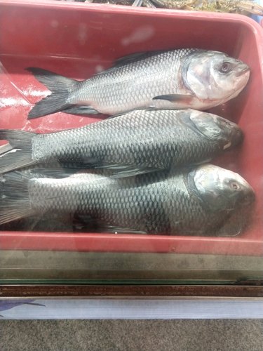 Catla Fish, for Cooking, Human Consumption, Feature : Good Protein, Non Harmful