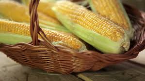 Maize, for Human Food, Style : Fresh
