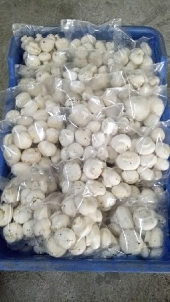 Button mushroom, Packaging Type : Plastic Bag, Polythene Bag