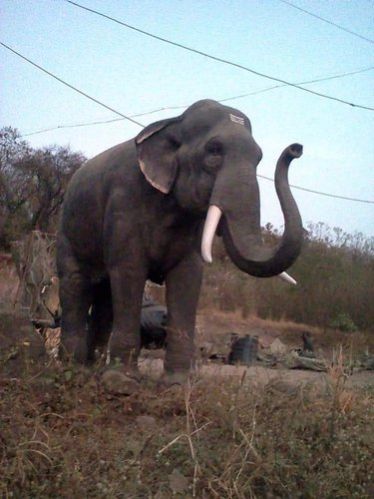 Fiber Elephant Statue