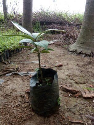 Mangosteen Plant