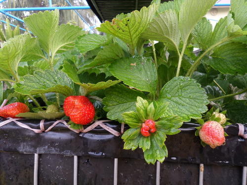 Strawberry Plant, for Fruits