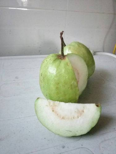 Thai Seedless Guava Plant