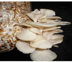 oyster mushroom