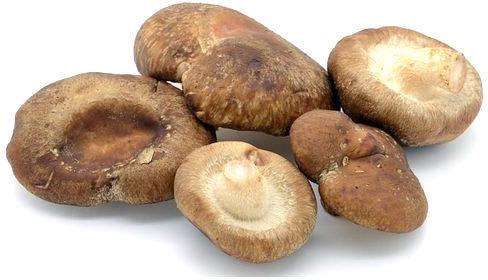 Fresh Brown Mushroom, Packaging Type : Plastic packets