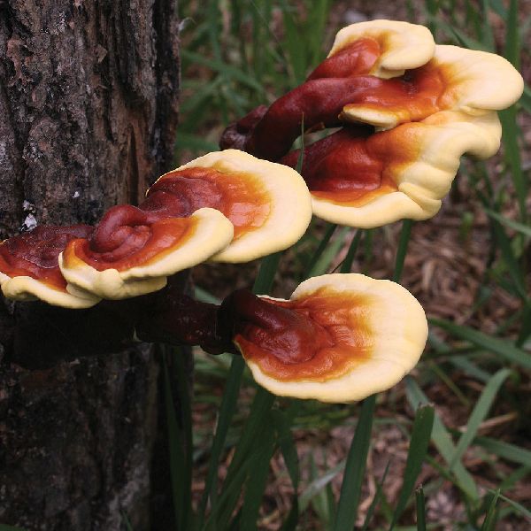 Fresh Ganoderma Mushroom