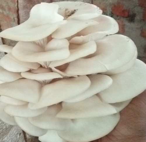 Organic dry oyster mushroom, for Cooking, Style : Natural